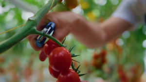特写农艺师手在技术温室中收集蔬菜13秒视频