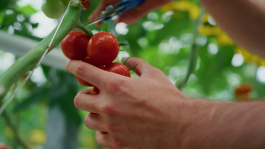 特写农民在农田温室采摘西红柿视频