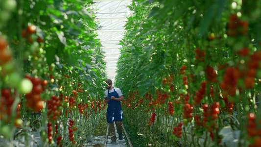 农业综合企业所有者设备监控种植园中西红柿的收获过程视频