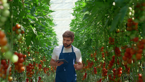 农艺师创新片剂检查技术农场西红柿生长水平22秒视频