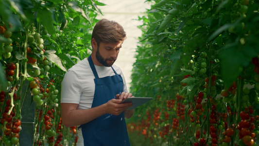 农场工人在温室中检查技术装置西红柿的生长水平视频