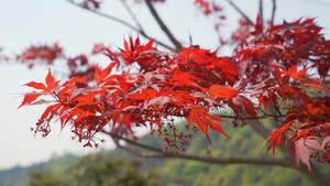 春天的红色枫树42秒视频