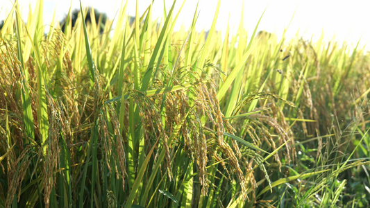 水稻谷粒特写 水稻成熟时视频