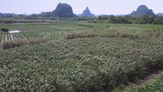 稻田田野航拍[稻茬]视频