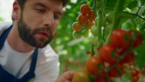 在温暖的现代温室肖像中检查西红柿植物质量的农民13秒视频