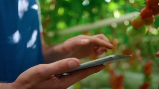特写农业专家用现代平板电脑检查西红柿质量视频