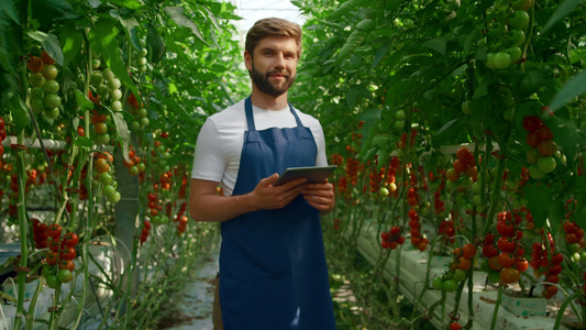 农学家在创新温室中检查片剂番茄栽培过程视频