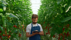 农业科学家在现代温室中检查生长番茄种植片19秒视频