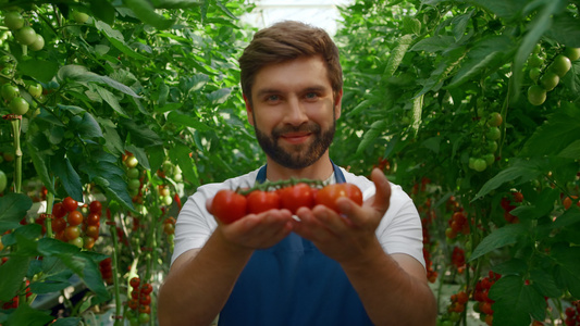农民在有机农田温室里微笑展示西红柿收获视频