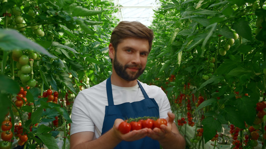 农场工人在温室的绿色植物中展示红色有机西红柿视频