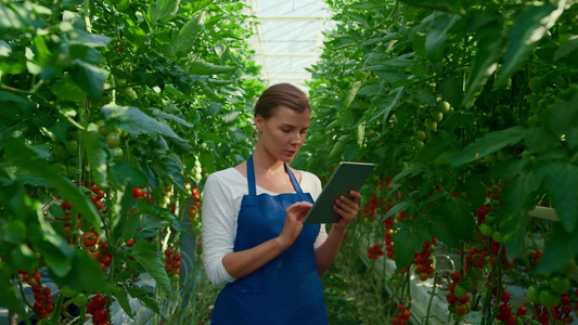女农学家在大温室中收集研究片有机西红柿视频