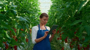 女农学家在大温室中收集研究片有机西红柿21秒视频