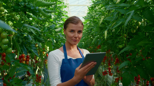 植物科学家在温室中研究片剂栽培西红柿18秒视频