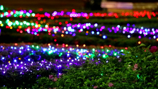 夜间花园树上模糊的彩虹灯装饰视频