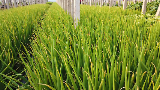 山东大葱种植基地视频