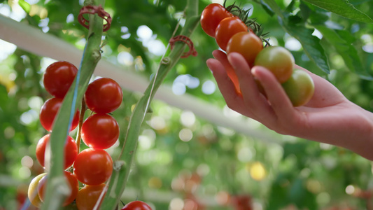 农场工人手特写触摸西红柿分析种植园质量视频
