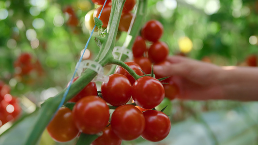 农学家在种植园特写检查红番茄的质量视频