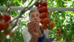 女农艺师用平板肖像检查温室西红柿生产19秒视频
