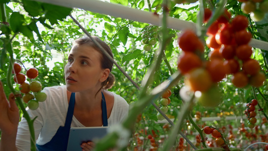 农田工人用平板电脑检查温室番茄植株的质量视频