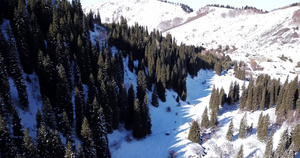 高山的冬季森林24秒视频