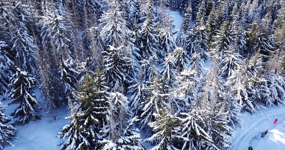 高山的冬季森林视频