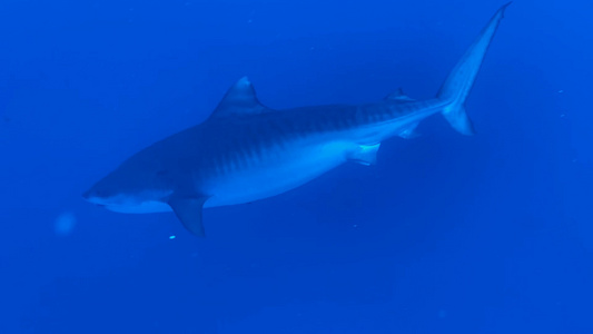 马尔代夫虎鲨公园视频
