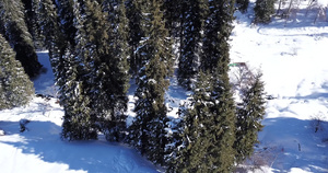 高山的冬季森林25秒视频