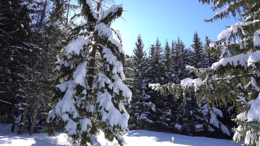 山区的冬季森林视频