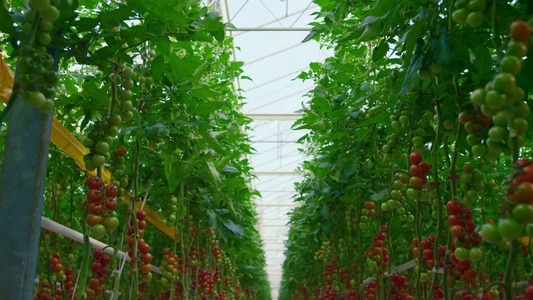 西红柿灌木在树枝上种植温室生产有机新鲜食品视频