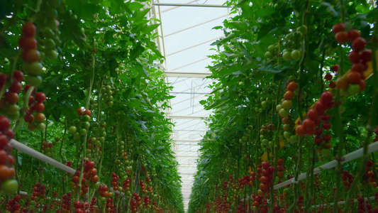 温室加工农业有机素食中的蔬菜种植视频