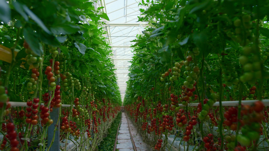 温暖的现代温室灌木上生长的红番茄枝条观视频