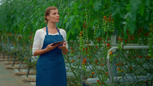 女农艺师分析现代温室番茄栽培过程15秒视频