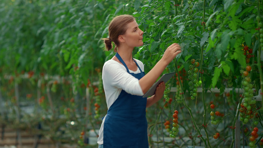 植物科学家装置在番茄温室中检查栽培植物视频