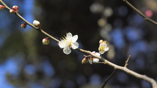 实拍4K素材春暖花开唯美风景白色桃花特写视频