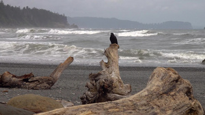 在太平洋海岸一只大黑鸟坐在岩石上飞出框架外奥林匹克39秒视频