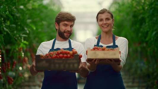 企业家夫妇在商业农贸市场种植西红柿蔬菜盒视频