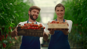 商业农民在温室种植园展示西红柿蔬菜盒篮13秒视频
