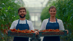 在现代温室中展示收获西红柿菜篮的农民夫妇18秒视频
