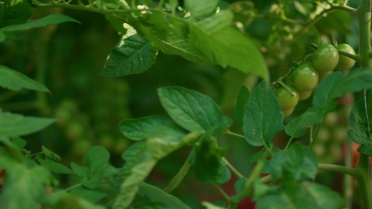 现代农业企业农场温室西红柿藤蔓种植视频