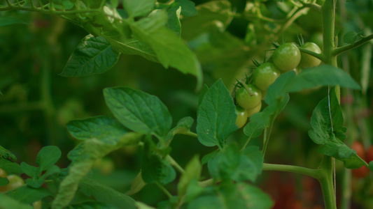 种植番茄成熟蔬菜挂在温室种植技术视频