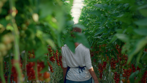农民在现代农艺温室中检查西红柿种植蔬菜27秒视频