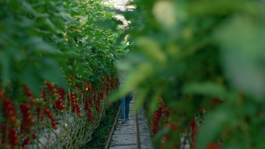 农民农学家在温室中检查番茄种植生态食品的收获情况视频
