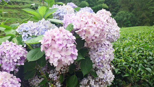 绣球花花朵4K 视频