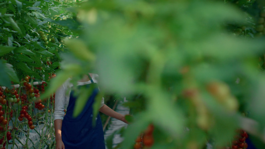 农场工人在现代种植园检查西红柿蔬菜的生长情况视频