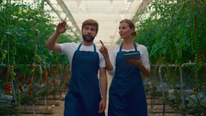 两名农艺农民在西红柿种植园检查蔬菜收成27秒视频