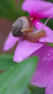 微距昆虫蜗牛在花朵走视频