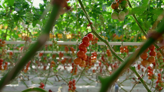 农学家在种植园的蔬菜箱里采摘成熟的西红柿视频