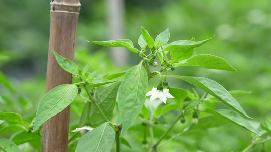 辣椒种植实拍视频