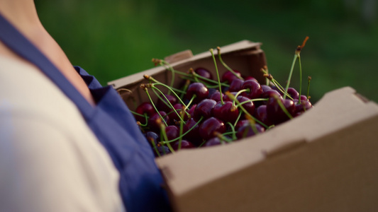 在有机水果箱中持有樱桃作物生态生产的农业企业主视频
