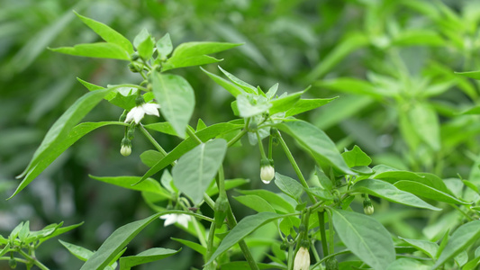 辣椒种植实拍视频